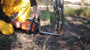 Best Tree Risk Assessment  in Brodheadsville, PA