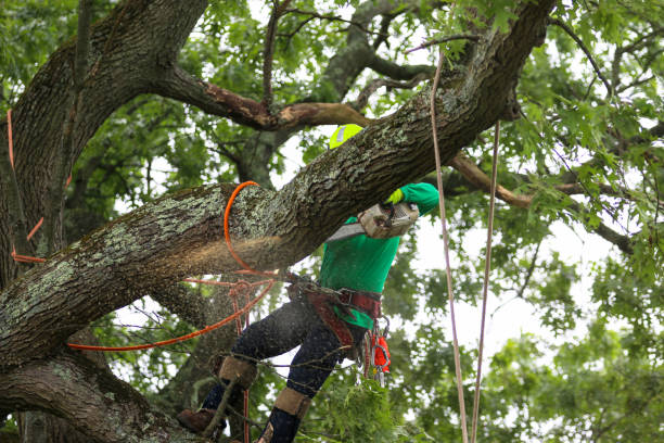 Best Emergency Tree Removal  in Brodheadsville, PA