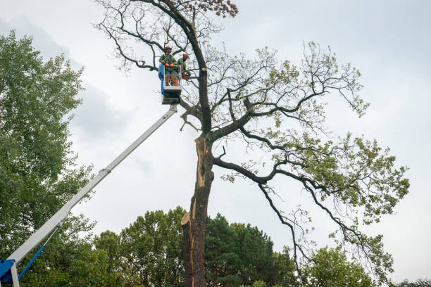 Professional Tree Care in Brodheadsville, PA