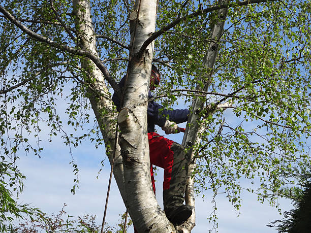 Best Root Management and Removal  in Brodheadsville, PA