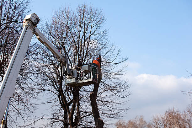 How Our Tree Care Process Works  in  Brodheadsville, PA